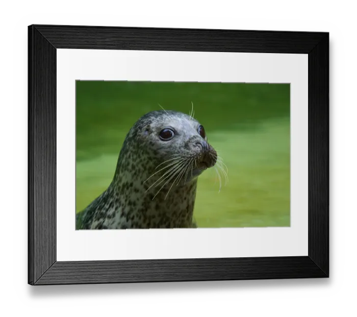 Framed Print : Curious seal in the water, harbour seal (Phoca vitulina)