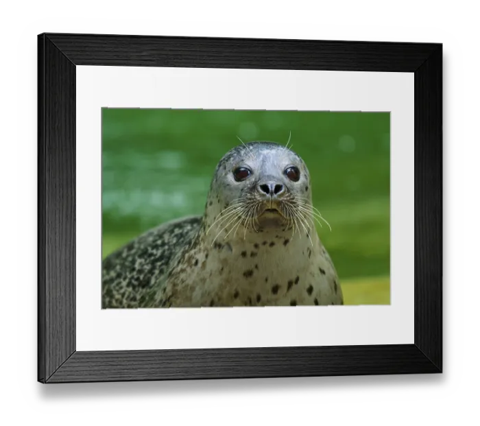 Framed Print : Seal head above water surface, harbour seal (Phoca vitulina)