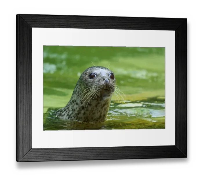 Framed Print : Curious seal in green water, harbour seal (Phoca vitulina) Framed Print : Curious seal in green water, harbour seal (Phoca vitulina)