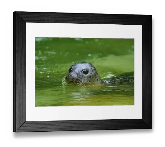 Framed Print : Seal surfacing in green water, showing its face and whiskers Framed Print : Seal surfacing in green water, showing its face and whiskers