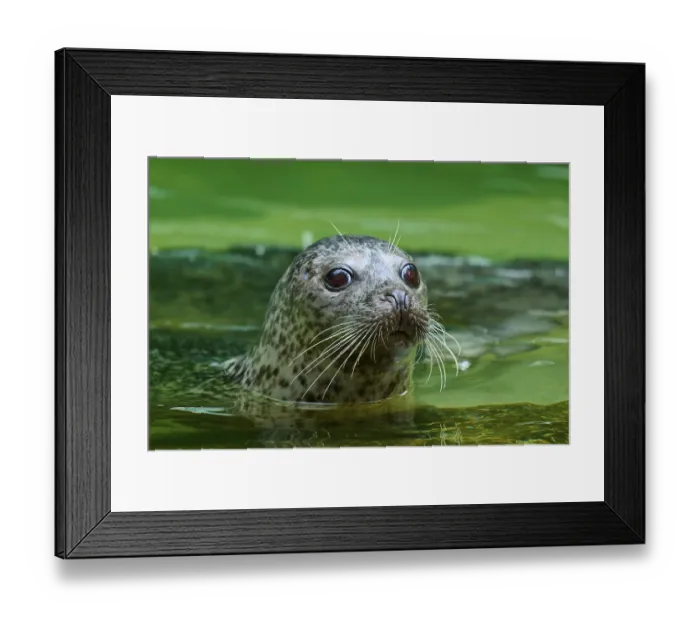 Framed Print : Seal looking out of green water with big eyes Framed Print : Seal looking out of green water with big eyes