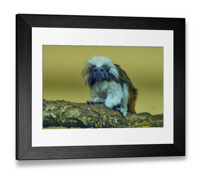 Framed Print : A tamarin monkey sits on a branch with a curious look in a natural environment