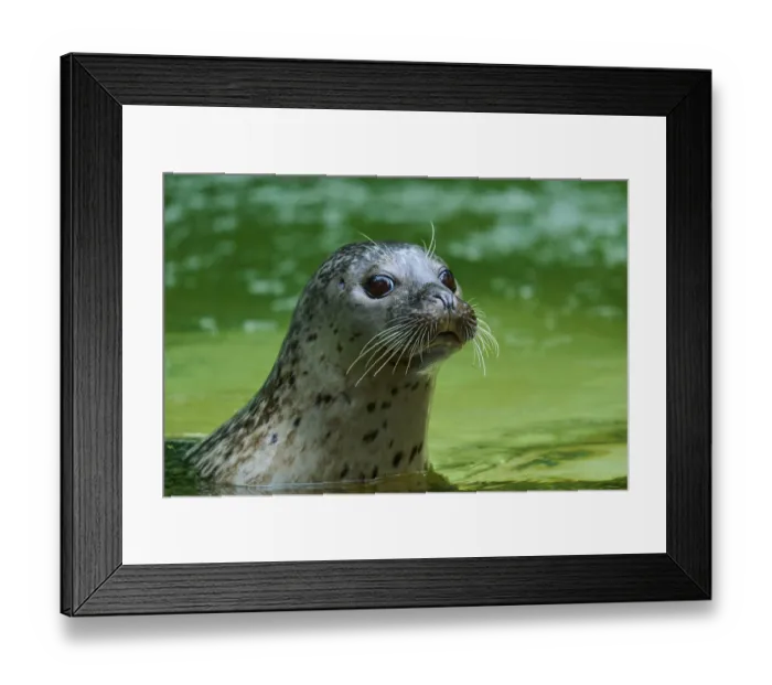 Framed Print : Seal looks out of the green water with attentive eyes and whiskers