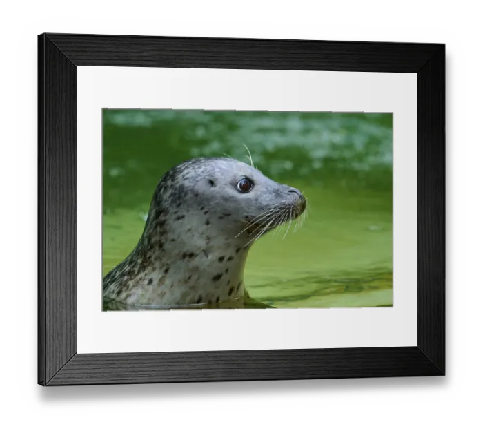 Framed Print : Seal in profile, swimming in green water with an attentive gaze Framed Print : Seal in profile, swimming in green water with an attentive gaze