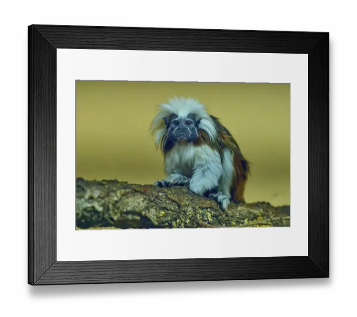 Framed Print : A tamarin monkey sits attentively on a tree trunk