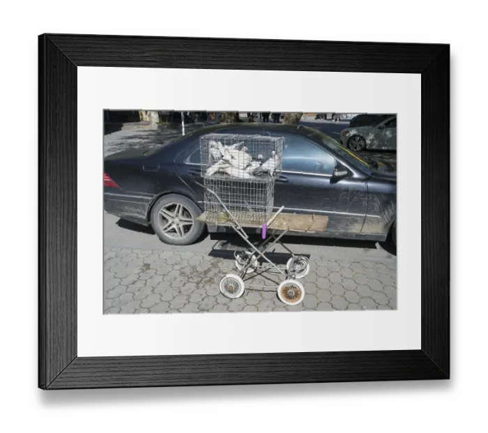 Framed Print : Pigeons in a cage on a converted pram in front of a black car on the street