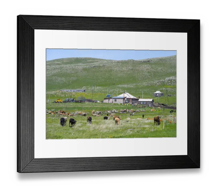 Framed Print : Cows grazing on a pasture in front of a farmhouse with green hills in the background Framed Print : Cows grazing on a pasture in front of a farmhouse with green hills in the background