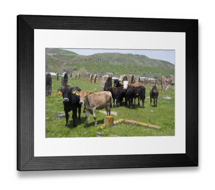 Framed Print : A group of cattle stands in a meadow in front of old gravestones with green hills in the background