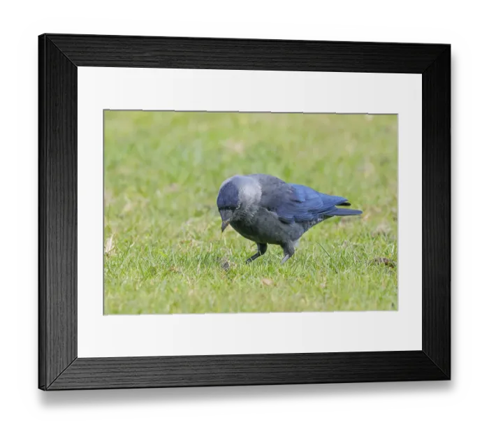 Framed Print : Jackdaw (Corvus monedula), adult bird foraging in a meadow