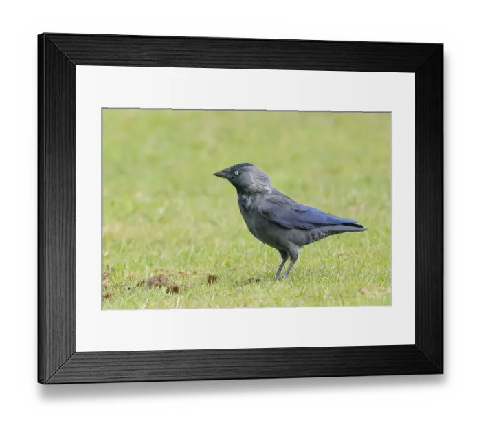 Framed Print : Jackdaw (Corvus monedula), adult bird foraging in a meadow Framed Print : Jackdaw (Corvus monedula), adult bird foraging in a meadow