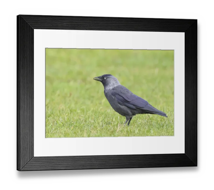 Framed Print : Jackdaw (Corvus monedula), adult bird foraging in a meadow