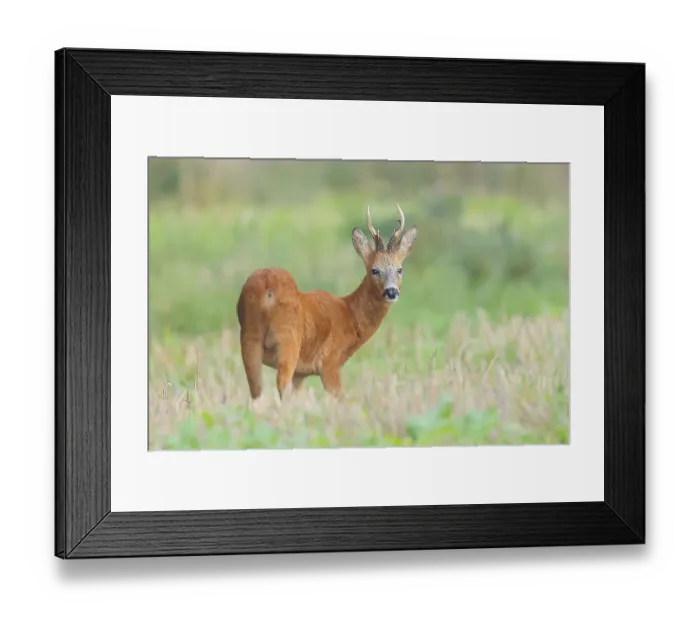Framed Print : European roe deer (Capreolus capreolus)