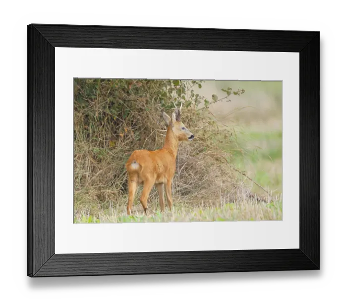 Framed Print : European roe deer (Capreolus capreolus)