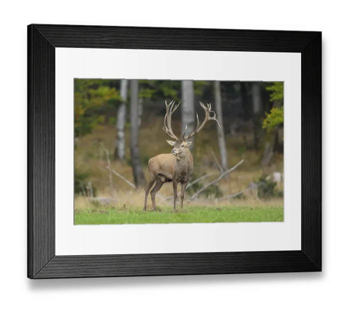 Framed Print : Red deer (Cervus elaphus) capital stag in a forest clearing during the rutting season Framed Print : Red deer (Cervus elaphus) capital stag in a forest clearing during the rutting season