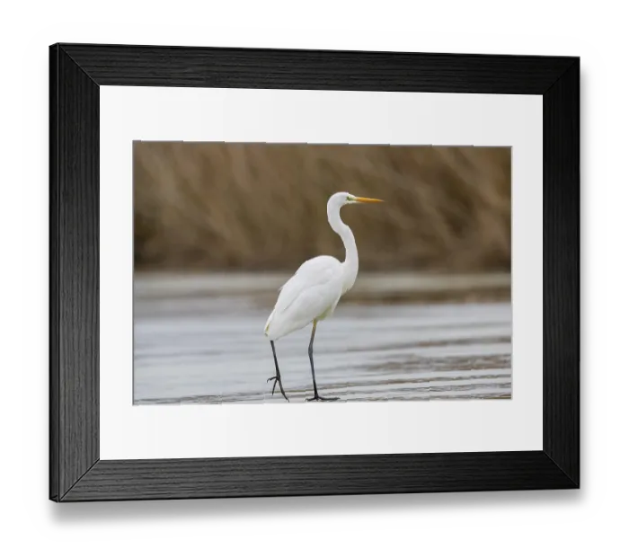 Framed Print : Great White Egret (Egretta alba) Germany