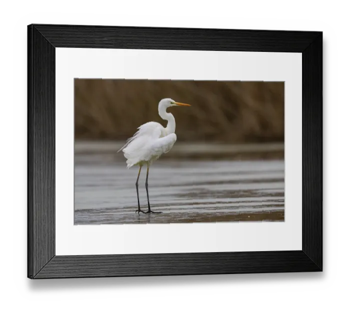 Framed Print : Great White Egret (Egretta alba) Germany