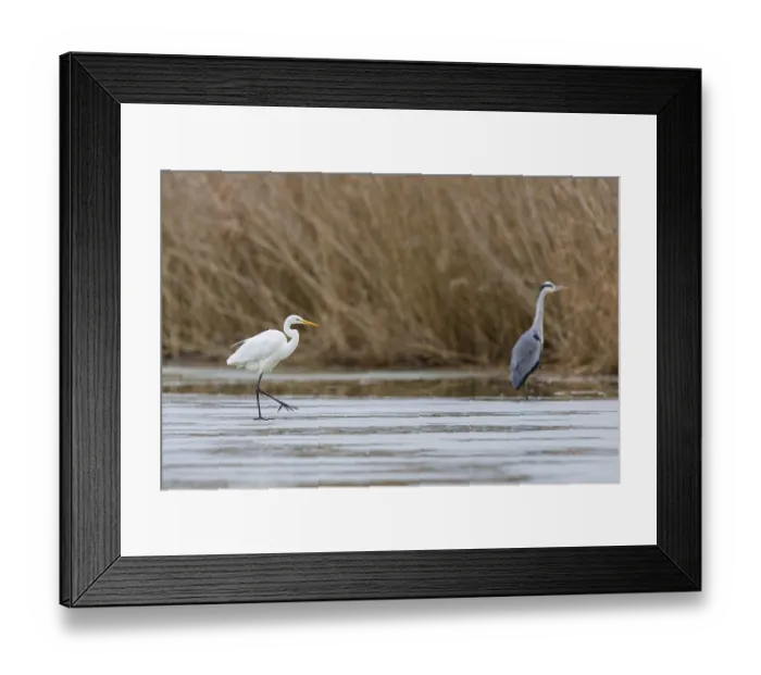 Framed Print : Great White Egret (Egretta alba) and Grey Heron (Ardea cinerea) Germany