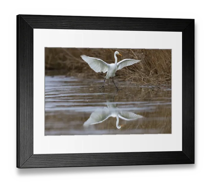 Framed Print : Great White Egret (Egretta alba) Germany Framed Print : Great White Egret (Egretta alba) Germany