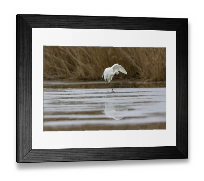 Framed Print : Great White Egret (Egretta alba) Germany