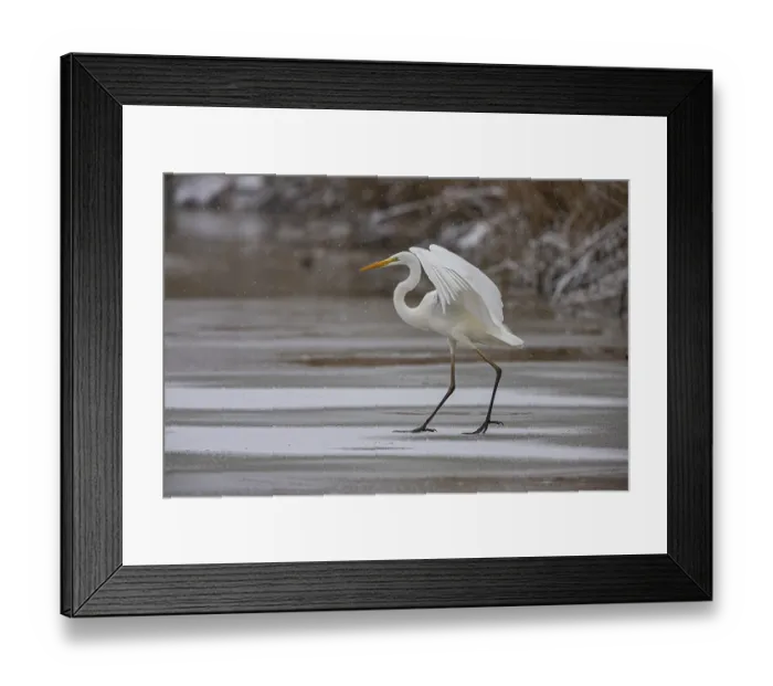 Framed Print : Great White Egret (Egretta alba) Germany