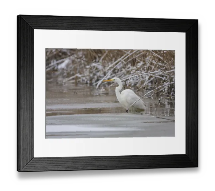 Framed Print : Great White Egret (Egretta alba) Germany Framed Print : Great White Egret (Egretta alba) Germany