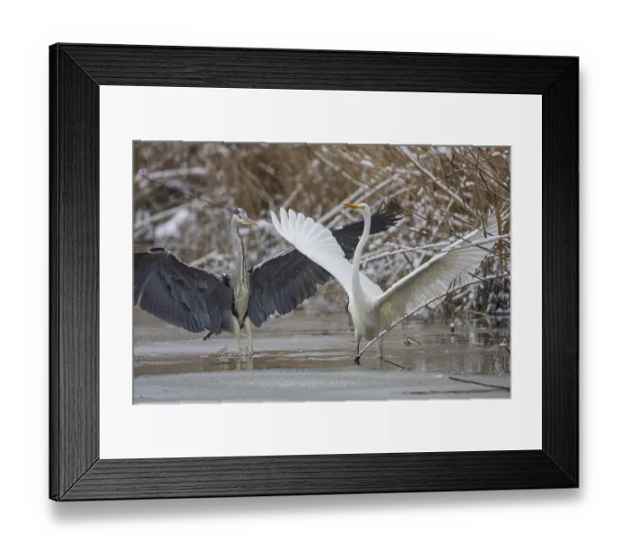 Framed Print : Great White Egret (Egretta alba) and Grey Heron (Ardea cinerea) Germany Framed Print : Great White Egret (Egretta alba) and Grey Heron (Ardea cinerea) Germany