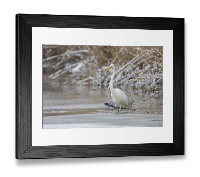 Framed Print : Great White Egret (Egretta alba) and Grey Heron (Ardea cinerea) Germany