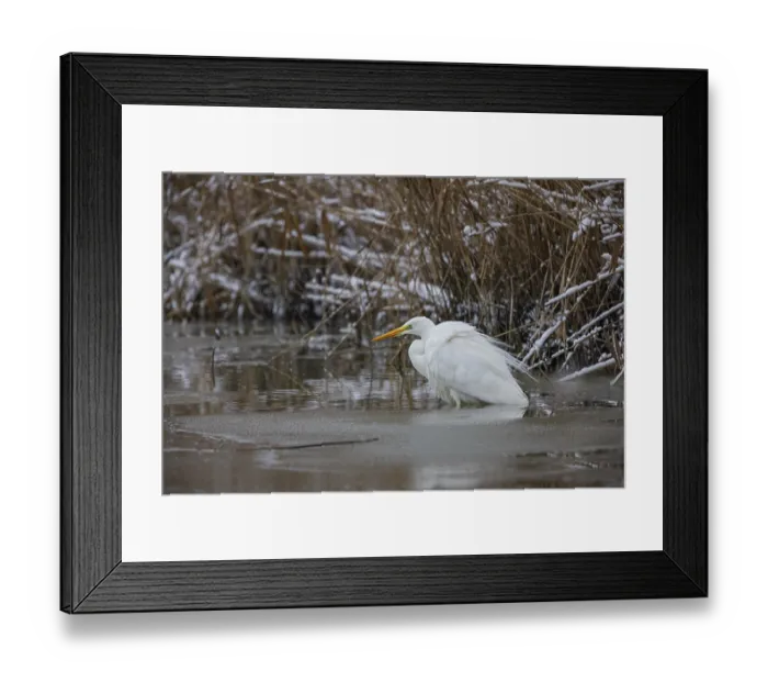 Framed Print : Great White Egret (Egretta alba) Germany