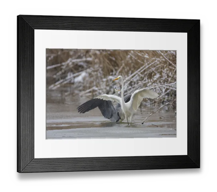 Framed Print : Great White Egret (Egretta alba) and Grey Heron (Ardea cinerea) Germany