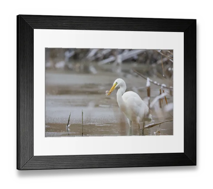 Framed Print : Great White Egret (Egretta alba) Germany