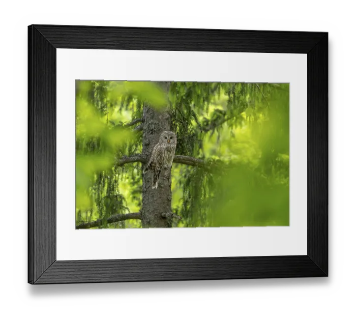 Framed Print : Ural owl (Strix uralensis), owl
