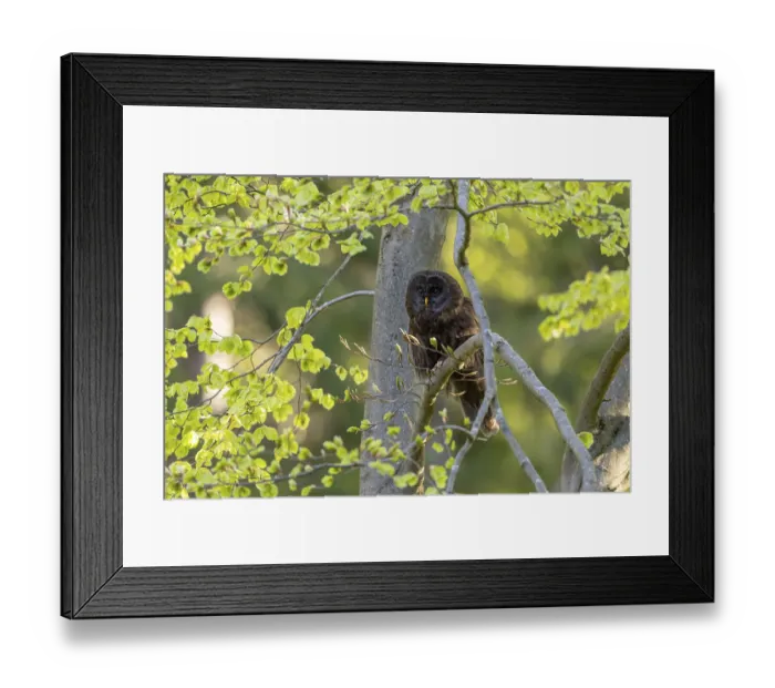 Framed Print : Ural owl (Strix uralensis), melanistic Framed Print : Ural owl (Strix uralensis), melanistic