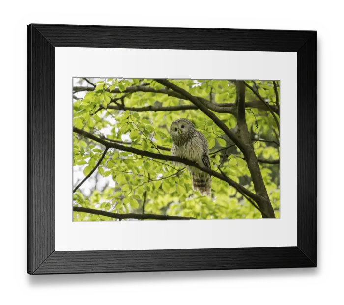 Framed Print : Ural owl (Strix uralensis), owl