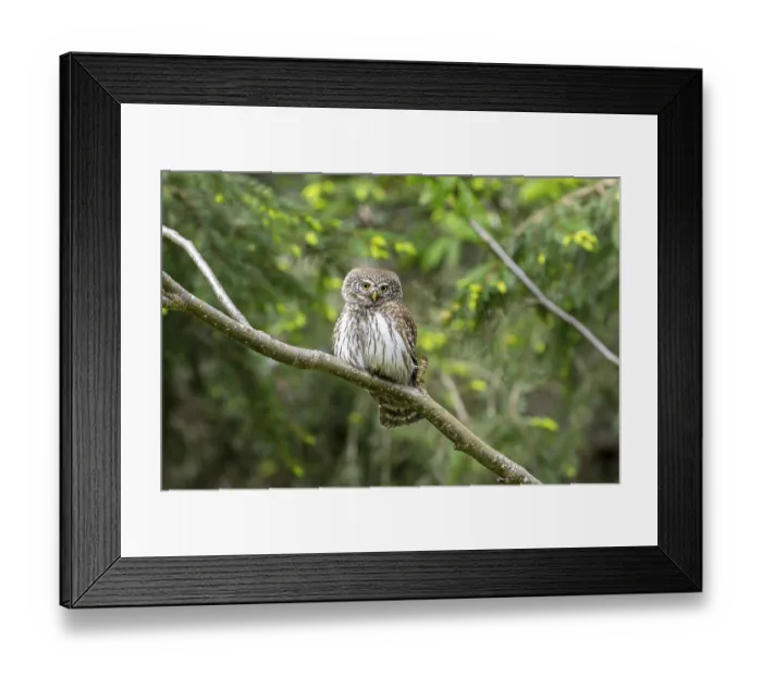 Framed Print : Pygmy Owl (Glaucidium passerinum)