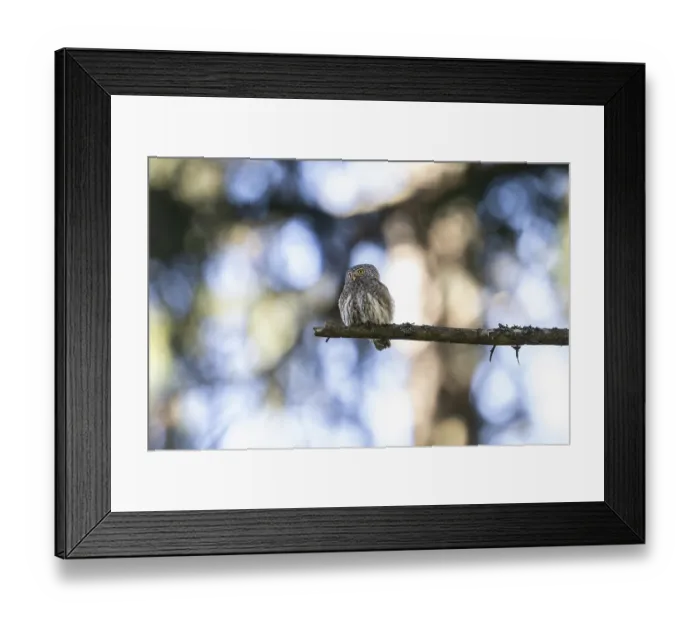 Framed Print : Pygmy Owl (Glaucidium passerinum) Framed Print : Pygmy Owl (Glaucidium passerinum)