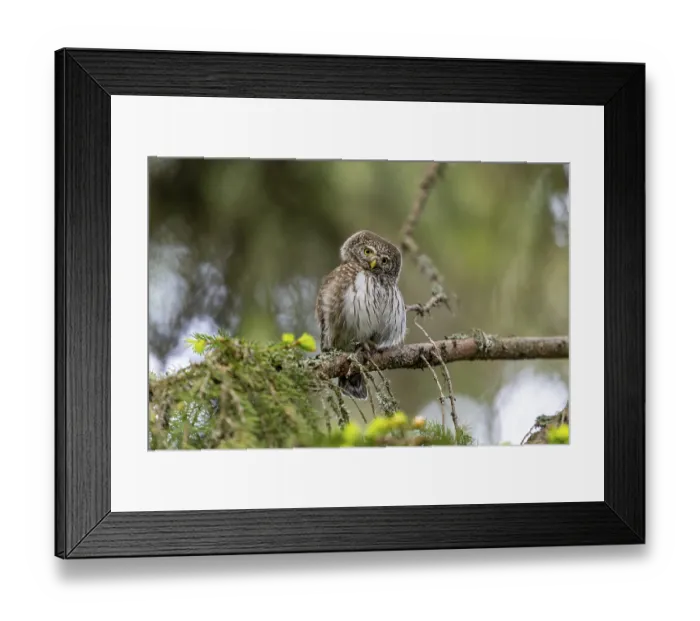 Framed Print : Pygmy Owl (Glaucidium passerinum)