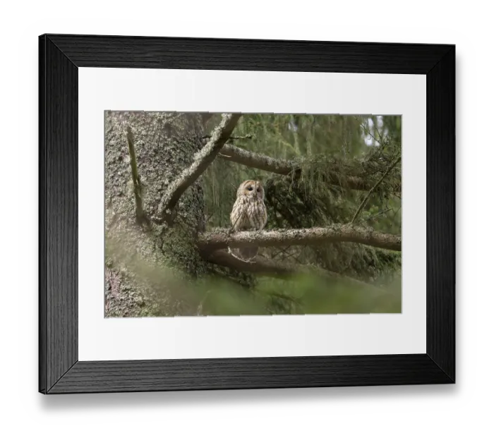 Framed Print : Tawny owl (Strix aluco), owl, on branch