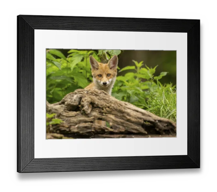 Framed Print : Red fox (vulpes vulpes), juvenile