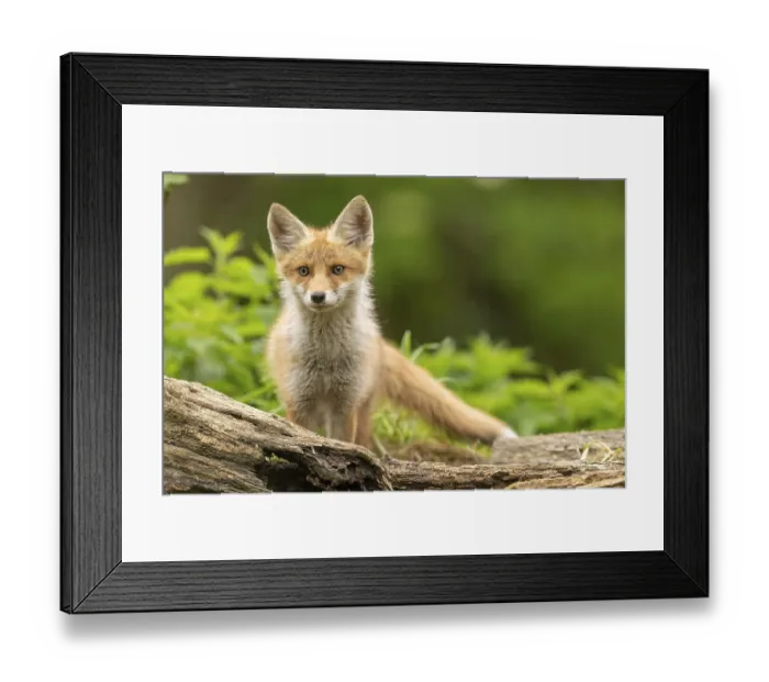 Framed Print : Red fox (vulpes vulpes), juvenile