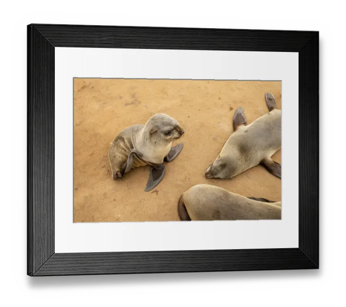 Framed Print : Cape fur seals resting on the sandy beach at Cape Cross Nature Reserve