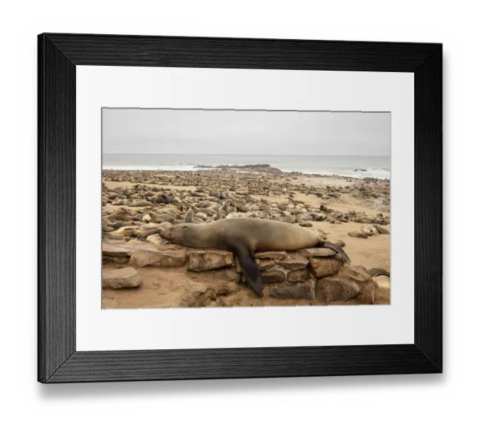 Framed Print : Cape fur seals resting on the sandy beach at Cape Cross Nature Reserve