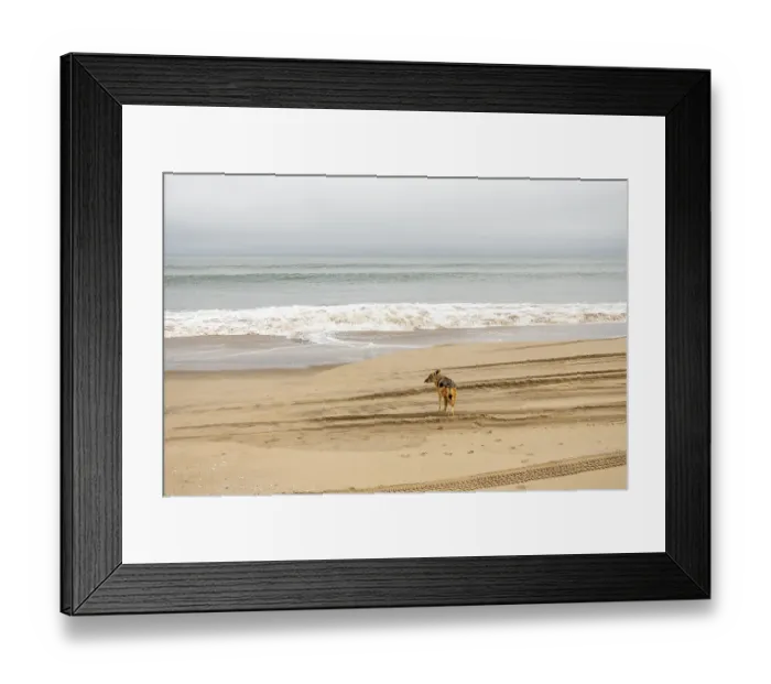 Framed Print : Coyote walking along the coastline of Namibia near the Atlantic Ocean Framed Print : Coyote walking along the coastline of Namibia near the Atlantic Ocean