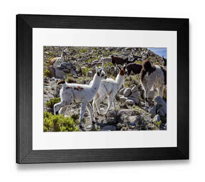 Framed Print : Two young alpacas curiously explore a rocky landscape in the mountains