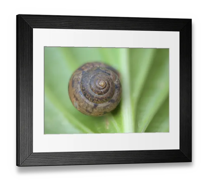 Framed Print : Snail shell, Germany