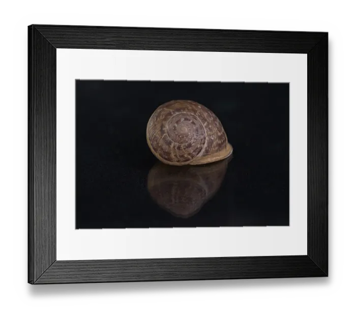 Framed Print : Snail shell, Germany