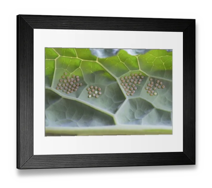 Framed Print : Insect indeterminate, eggs, on palm kale (Brassica oleracea var) Framed Print : Insect indeterminate, eggs, on palm kale (Brassica oleracea var)