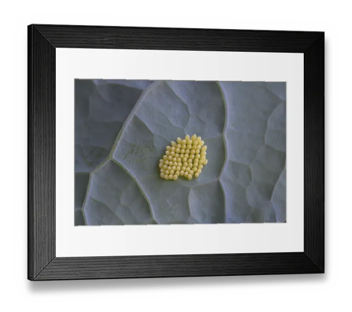 Framed Print : Cabbage butterfly (Pieris brassicae)