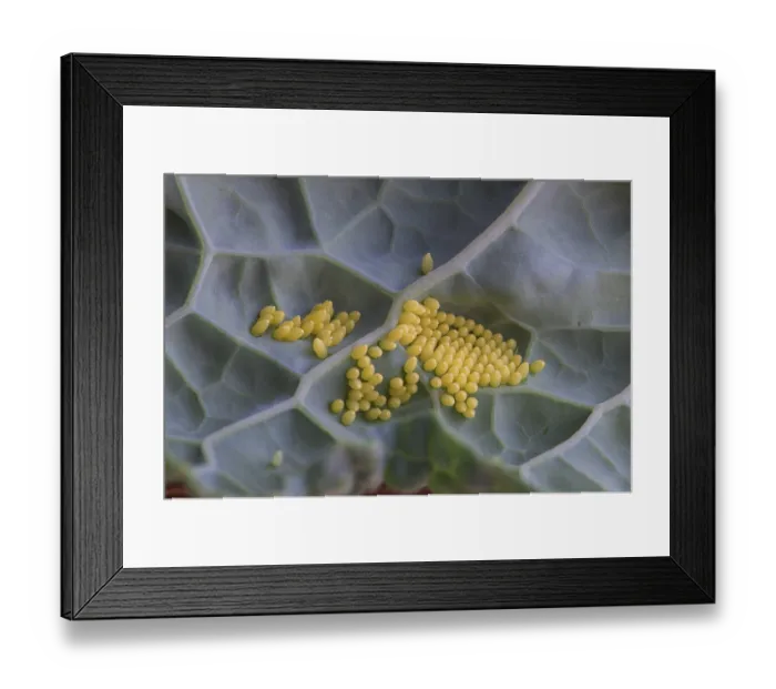 Framed Print : Cabbage butterfly (Pieris brassicae) Framed Print : Cabbage butterfly (Pieris brassicae)