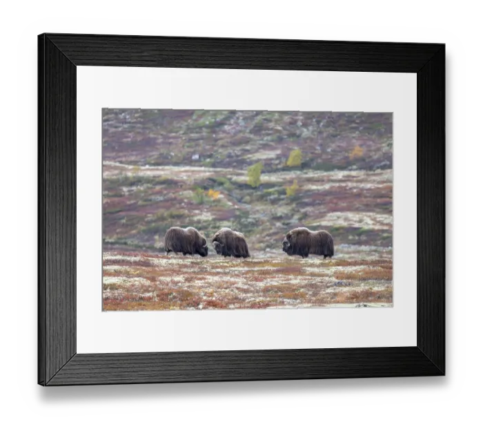 Framed Print : Musk oxen (Ovibos moschatus), bulls in autumnal tundra Framed Print : Musk oxen (Ovibos moschatus), bulls in autumnal tundra