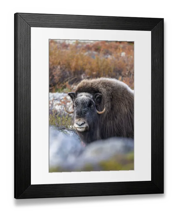 Framed Print : Musk ox (Ovibos moschatus), female in autumnal tundra Framed Print : Musk ox (Ovibos moschatus), female in autumnal tundra